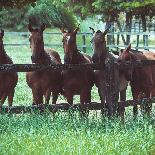Träd och hästhagar